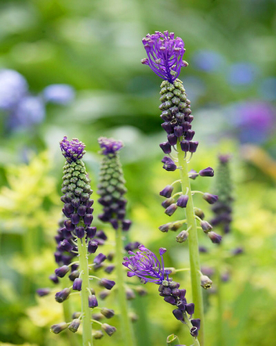 Muscari comosum.jpg
